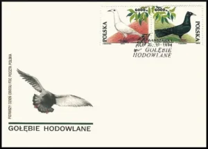 Gołębie hodowlane