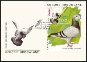 Gołębie hodowlane