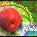 Owoce naszych sadów