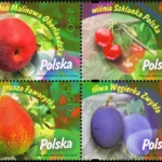 Owoce naszych sadów