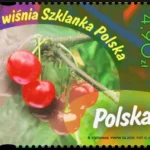 Owoce naszych sadów